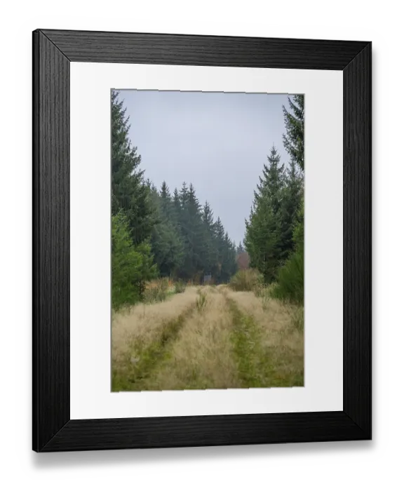 Framed Print : Landscape of a little trail going between a forest Framed Print : Landscape of a little trail going between a forest