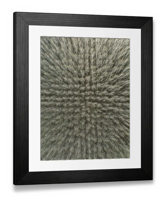 Framed Print : Yellow Aspen (Populus tremula)