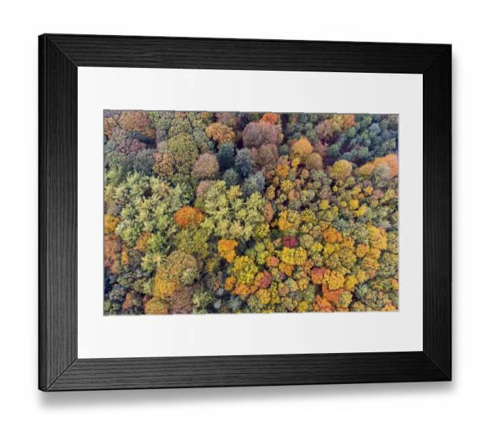 Framed Print : Mixed forest in autumn, colouring