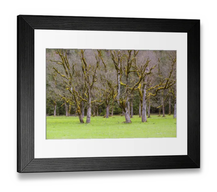 Framed Print : Sycamore maple trees, Acer pseudoplatanus Framed Print : Sycamore maple trees, Acer pseudoplatanus