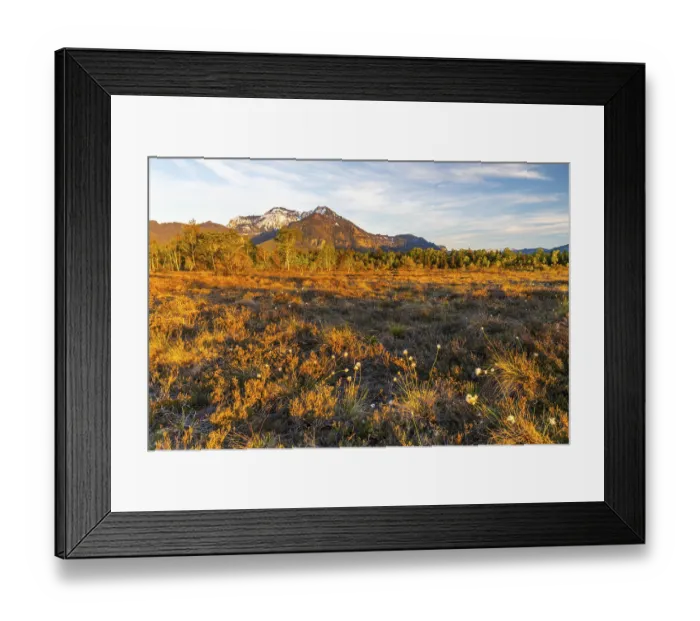 Framed Print : Cottongrasses (Eriophorum), True grasses (Poaceae)
