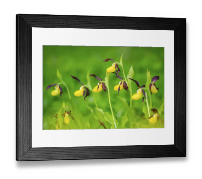 Framed Print : Red-brown lady's slipper (Cypripedium calceolus)