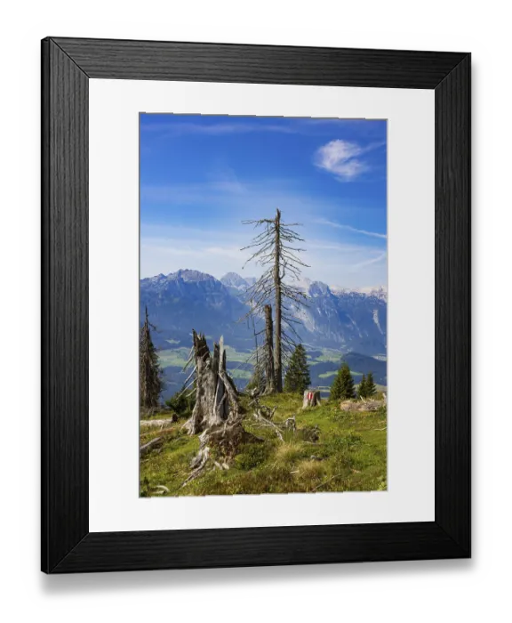 Framed Print : Mountain forest, Dead trees on the way to the summit of the Taborberg Framed Print : Mountain forest, Dead trees on the way to the summit of the Taborberg