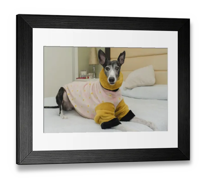 Framed Print : Rescued greyhound dog, pampered with warm clothing