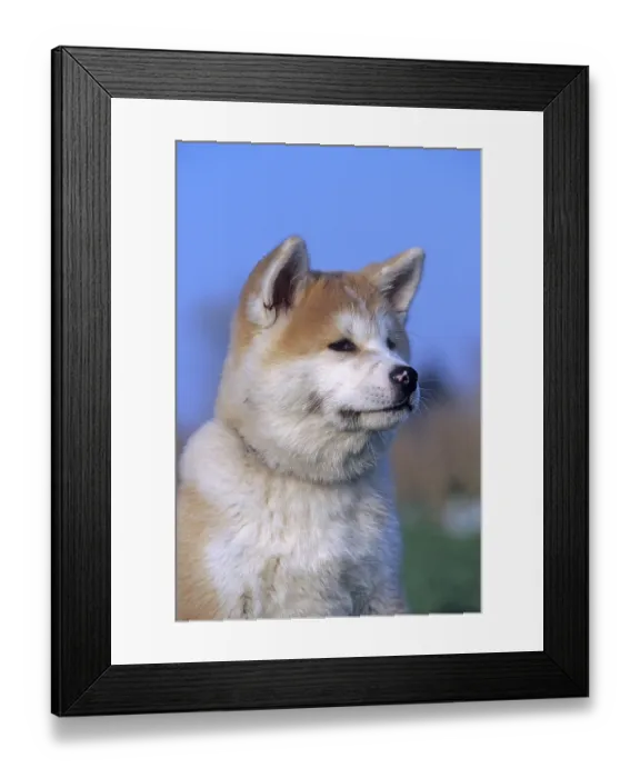 Framed Print : Akita Inu