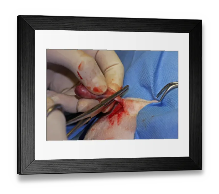 Framed Print : Vet, castration of a dog, male dog