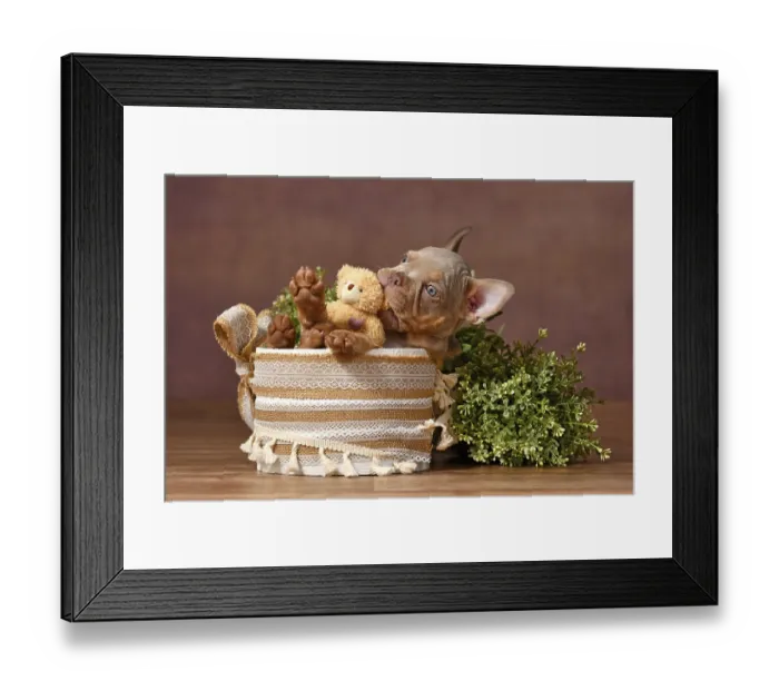 Framed Print : French Bulldog dog puppy playing with teddy bear in box with boho style decoration in front of brown background