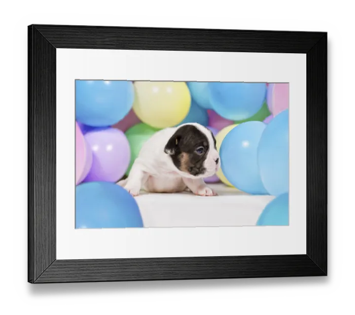 Framed Print : Tiny 3 weeks old pied and tan French Bulldog dog puppy between colorful balloons