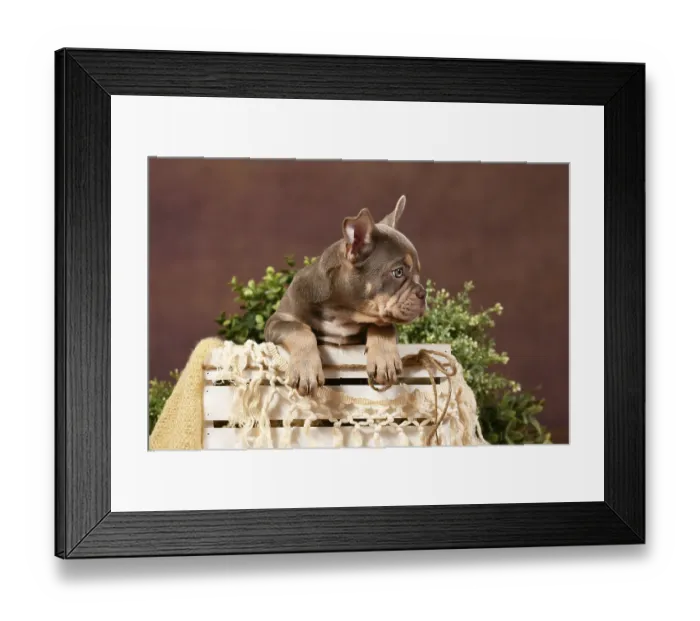 Framed Print : Isabella tan French Bulldog puppy in box with boho decor in front of brown background