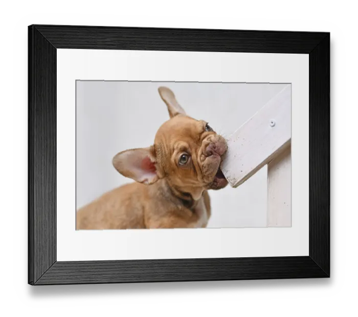 Framed Print : French Bulldog dog puppy chewing on furniture