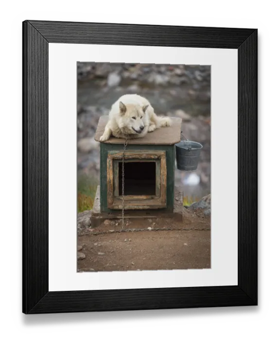 Framed Print : White sled dog lying chained on a doghouse