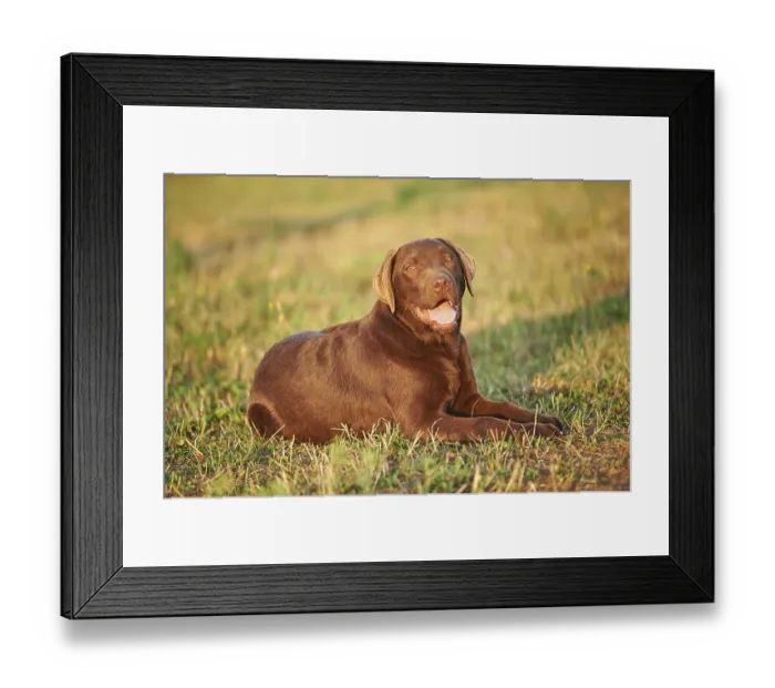 Framed Print : Close-up of a Labrador Retriever on a meadow in late summer Framed Print : Close-up of a Labrador Retriever on a meadow in late summer