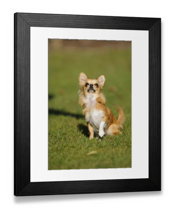 Framed Print : An alert sitting Chihuahua on a green meadow in the sun