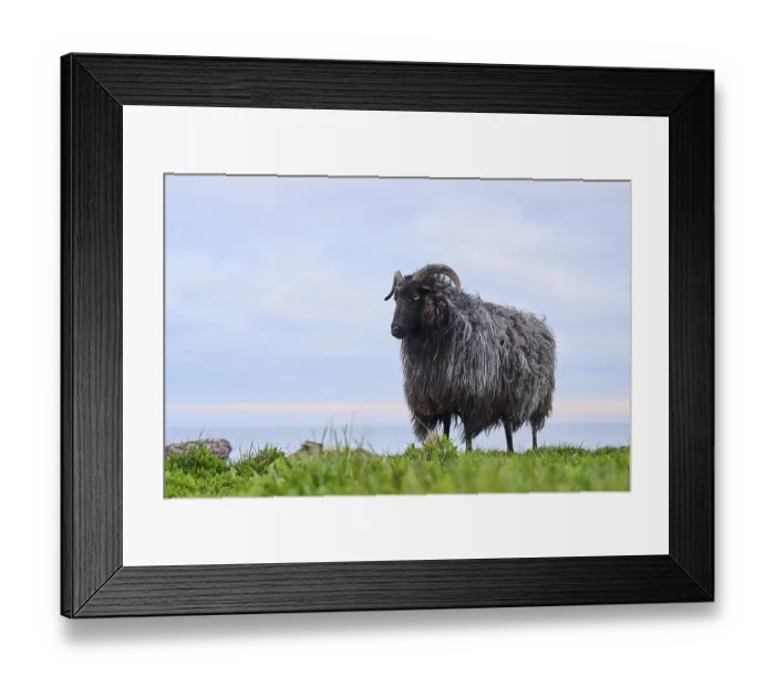 Framed Print : Domestic sheep (Ovis aries) Heidschnucke moorland sheep on a meadow