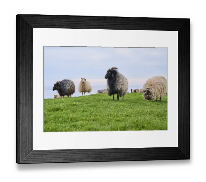Framed Print : Domestic sheep (Ovis aries) Heidschnucke moorland sheep on a meadow