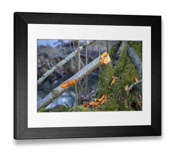 Framed Print : Winterladscape of tree bitten by a Eurasian beaver (Castor fiber) in a swamp