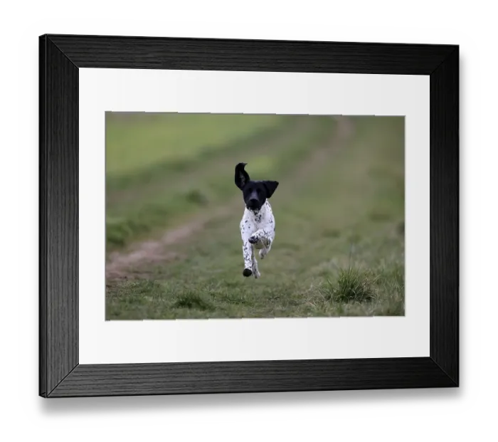 Framed Print : German Shorthair, (Canis lupus familiaris) Framed Print : German Shorthair, (Canis lupus familiaris)