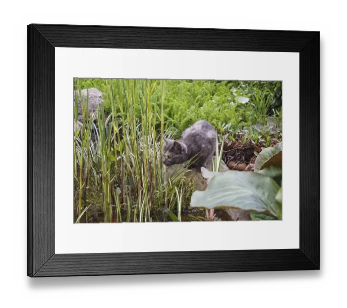 Framed Print : Curious gray cat looking at the pond surrounded by spring garden plants Framed Print : Curious gray cat looking at the pond surrounded by spring garden plants