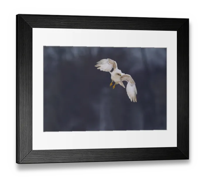 Framed Print : White Common Buzzard (Buteo buteo), flying