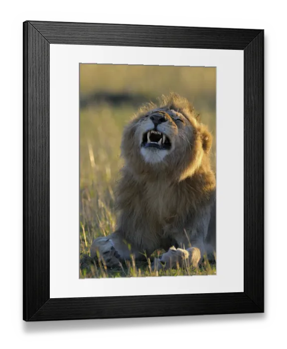 Framed Print : Lion (Panthera leo) with a mane in the first morning light