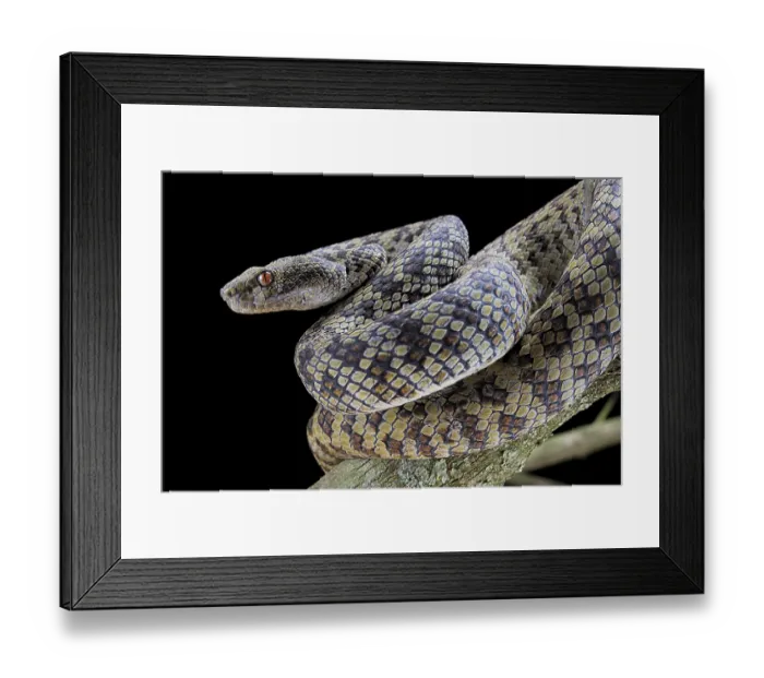 Framed Print : Hon Son Pit Viper (Trimeresurus honsonensis)