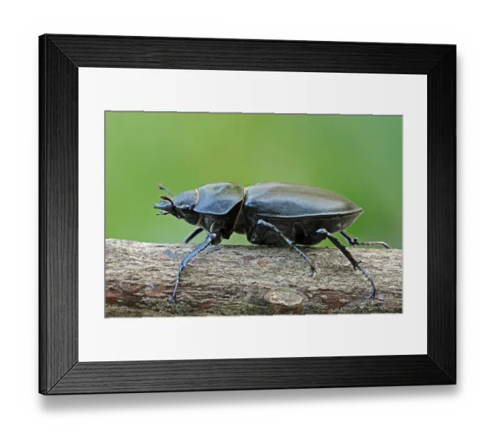 Framed Print : Stag Beetle (Lucanus cervus), female Framed Print : Stag Beetle (Lucanus cervus), female