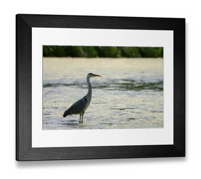 Framed Print : Grey heron (Ardea cinerea), adult bird against the light Framed Print : Grey heron (Ardea cinerea), adult bird against the light