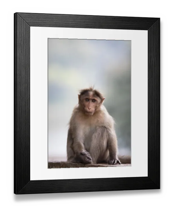 Framed Print : Bonnet macaque (Macaca radiata) Framed Print : Bonnet macaque (Macaca radiata)