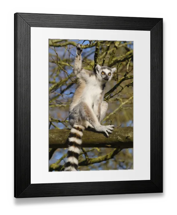 Framed Print : Ring-tailed lemur (Lemur catta) sitting in a tree