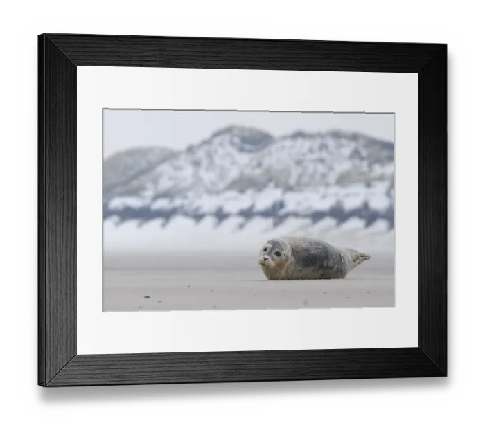 Framed Print : Harbor seal (Phoca vitulina) lying on the beach Framed Print : Harbor seal (Phoca vitulina) lying on the beach