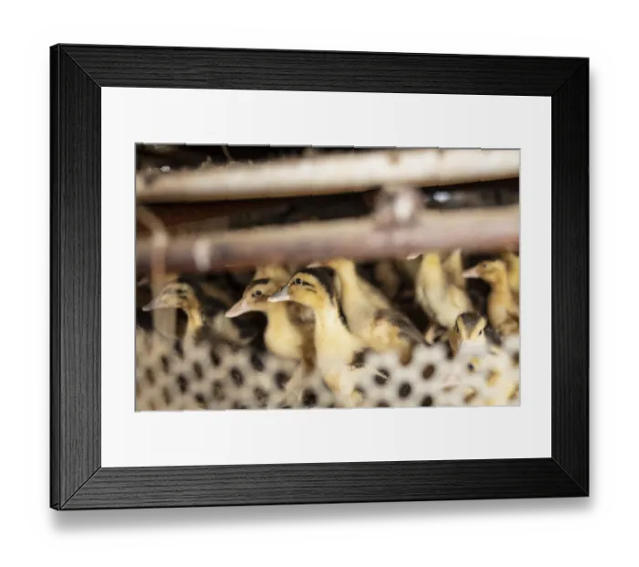Framed Print : Ducklings at the duck breeding centre Jiang Su Xiang Gui Breeding Co