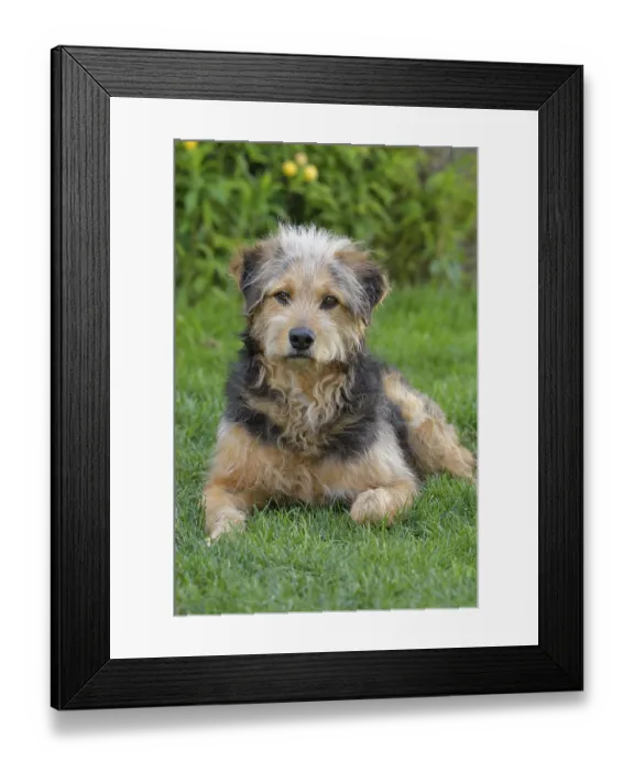 Framed Print : Bosnian Coarse-haired Hound or Barak dog (canis lupus familiaris)