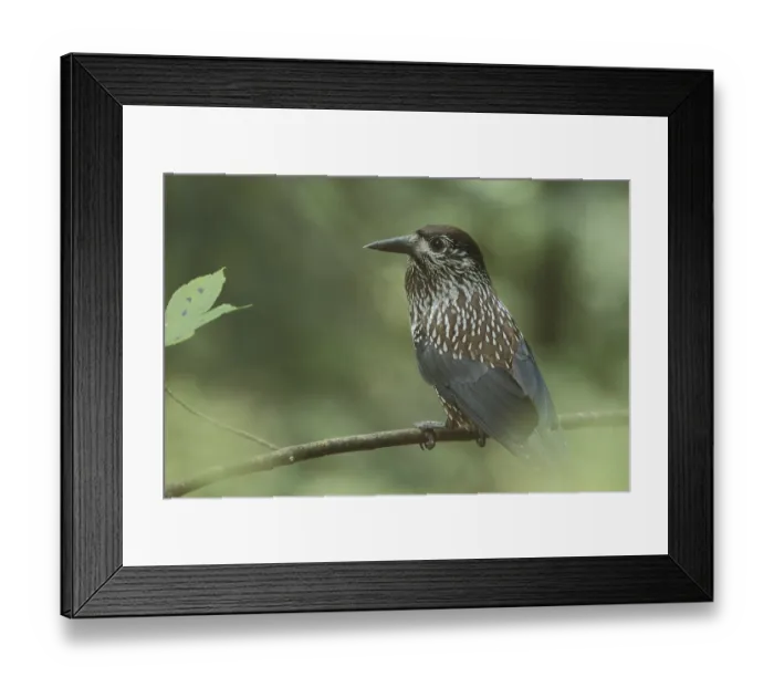 Framed Print : Spotted nutcracker (Nucifraga caryocatactes) in Triberg Framed Print : Spotted nutcracker (Nucifraga caryocatactes) in Triberg