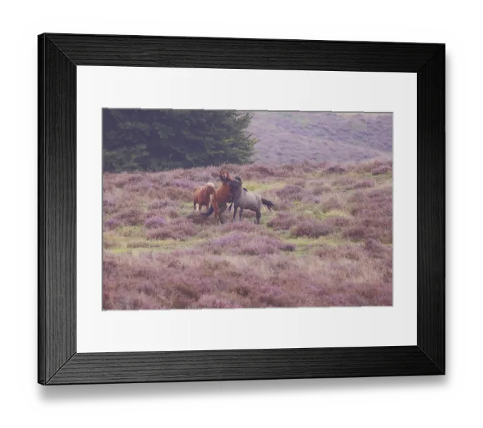 Framed Print : Three scuffling Icelandic horses in heathland