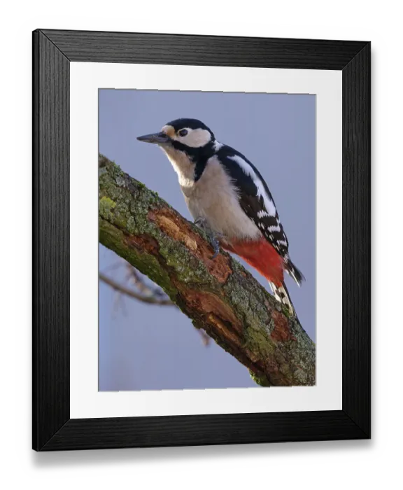 Framed Print : Great spotted woodpecker (Dendrocopos major) on a branch