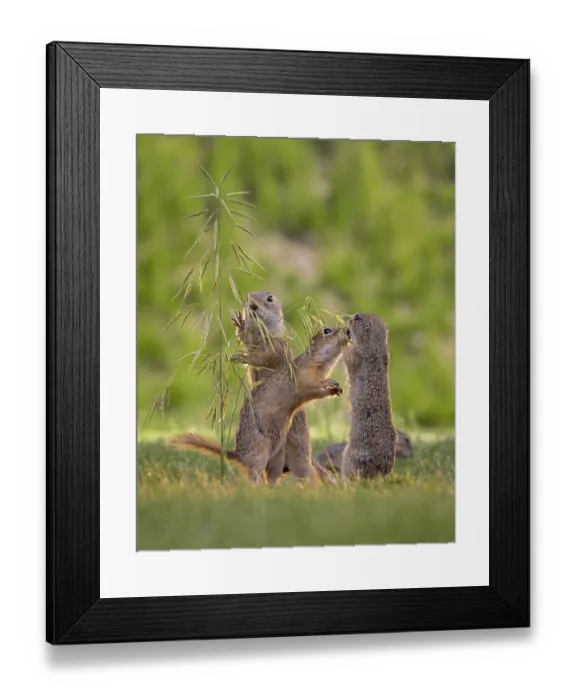 Framed Print : European ground squirrel (Spermophilus citellus) curious and interested