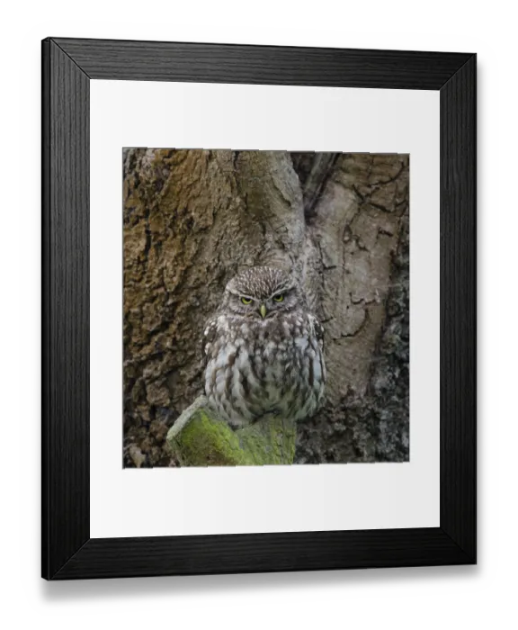 Framed Print : Little Owl (Athene noctua)