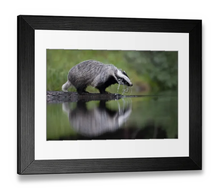 Framed Print : European badger (Meles meles) at a lake with reflection