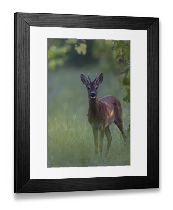 Framed Print : Roebuck in summer, leaf time Framed Print : Roebuck in summer, leaf time