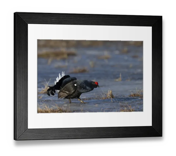 Framed Print : Black grouse (Lyrurus tetrix, syn) Framed Print : Black grouse (Lyrurus tetrix, syn)
