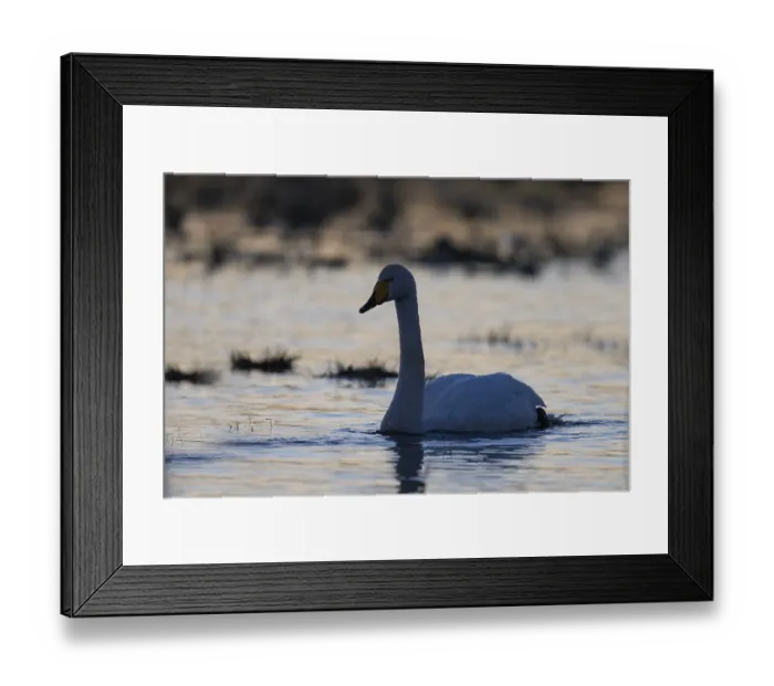 Framed Print : Whooper Swan, Sweden, Europe