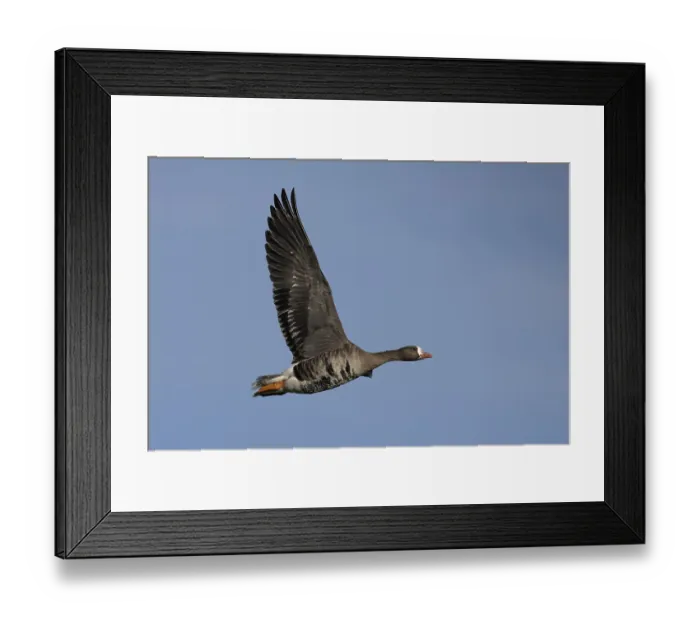 Framed Print : White-fronted goose (Anser albifrons)