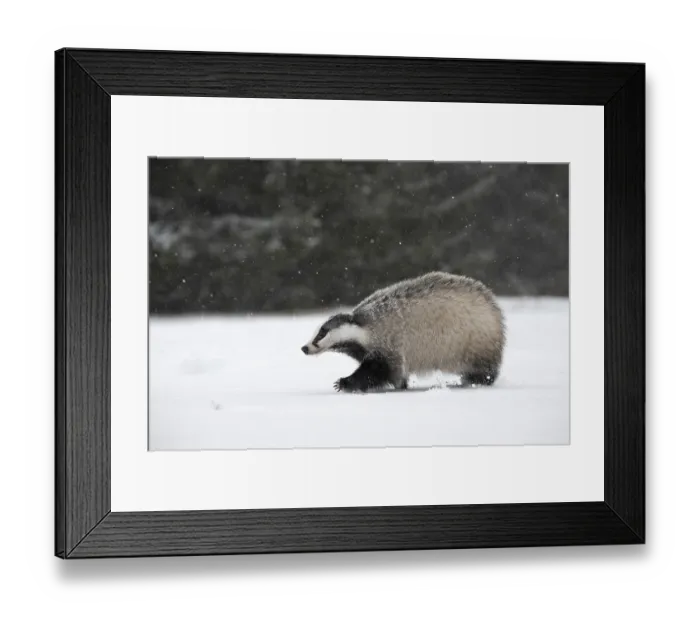 Framed Print : Badger in the snow, Wittlich, Rhineland-Palatinate