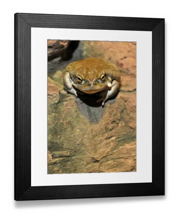 Framed Print : Colorado Toad (Bufo alvarius)