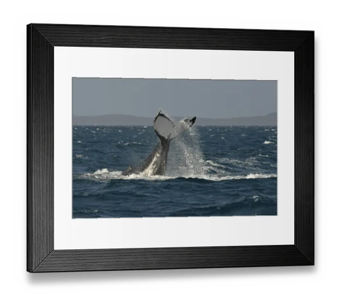 Framed Print : Species-specific tail slap, slap of the tail fin