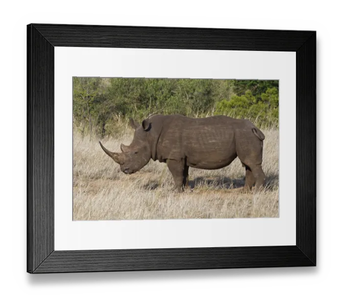Framed Print : White rhinoceros (Ceratotherium simum)