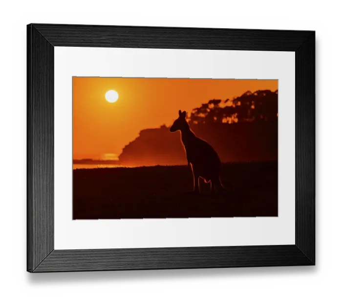 Framed Print : Grey Kangaroo (Macropus giganteus) Framed Print : Grey Kangaroo (Macropus giganteus)