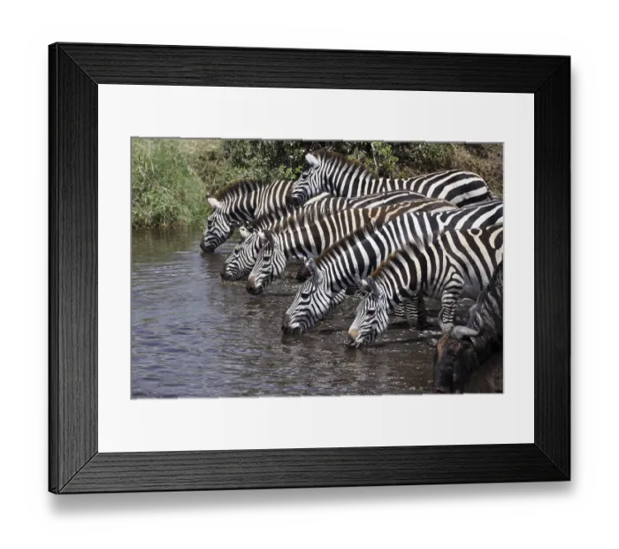Framed Print : Zebras (Equus quagga) drinking at a watering hole