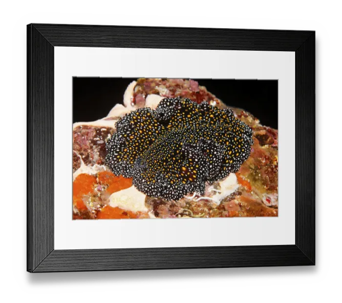Framed Print : Flatworm (Pseudobiceros sp.), Ponta de Sao Vicente