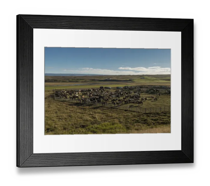Framed Print : Icelandic horses (Equus islandicus) in a pen